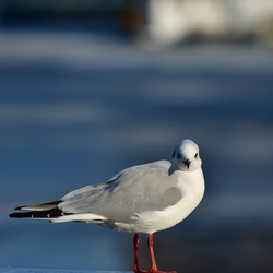 2026-01-08 Brandenburg an der Havel/Stadt/DSC_2244.JPG